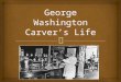 George Washington Carver was born in Missouri on the Moses Carver Plantation. When Carver was a baby, he and his mother were kidnapped and taken away