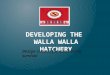 DEVELOPING THE WALLA WALLA HATCHERY Design criteria for maximizing survival
