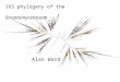 16S phylogeny of the Streptomycetaceae Alan Ward