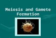 Meiosis and Gamete Formation. Gametes Gametes =sex cellsGametes =sex cells Gametes form from germline cells via meiosisGametes form from germline cells