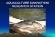 AQUACULTURE MAKHATHINI RESEARCH STATION. INTRODUCTION AQUACULTURE CAN BE DEFINED AS THE ARTIFICIAL PROPAGATION OF AQUATIC SPECIES e.g. fish
