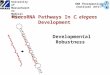 RNA Therapeutics Institute (RTI) University of Massachusetts Medical School Developmental Robustness MicroRNA Pathways In C. elegans Development