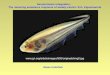 Glass knifefish Sensorimotor integration: The Jamming avoidance response of weakly electric fish, Eigenmannia 