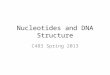 Nucleotides and DNA Structure C483 Spring 2013. 1. Purine(s) which are found mainly in both deoxyribonucleotides and ribonucleotides are A) thymine and