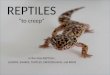 REPTILES “to creep” In the class REPTILIA… LIZARDS, SNAKES, TURTLES, CROCODILIANS, and BIRDS