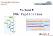 Section E DNA Replication Molecular Biology Course