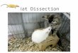 Rat Dissection. Dissection Equipment T pins Tray