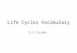 Life Cycles Vocabulary 3-5 Grade. Birth The beginning of life