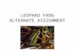 LEOPARD FROG ALTERNATE ASSIGNMENT. LOTS OF VIDEOS Click on thumbnails for frog behavior videos GET WORKSHEET AND FILL OUT YOUR OBSERVATIONS