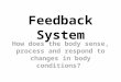 Feedback System How does the body sense, process and respond to changes in body conditions?