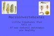 Macroinvertebrates Little Creatures that tell us If our natural waterways are healthy