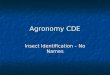 Agronomy CDE Insect Identification – No Names