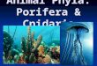 Animal Phyla: Porifera & Cnidaria. Phylum Porifera (Sponges) Porifera means “pore-bearing” Porifera means “pore-bearing” Their bodies are perforated with
