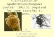 Purification of Agrobacterium rhizogenes protein (GALLS) required for gene transfer to plants. By Chris Brown Dr. Walt Ream’s Laboratory Microbiology Department