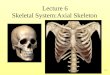 7-1 Lecture 6 Skeletal System:Axial Skeleton. 7-2 The Complete Skeleton Axial skeleton –Skull –Hyoid bone –Vertebral column –Thoracic (rib) cage Appendicular
