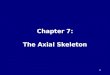 Chapter 7: The Axial Skeleton 1. Human Skeleton Human Skeleton = 206 Bones 1.Axial Skeleton: -longitudinal axis -80 bones 2.Appendicular Skeleton: -limbs