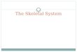 The Skeletal System. Divisions of the Skeletal System The human skeletal system is divided into two major divisions  Axial Skeleton  Appendicular skeleton