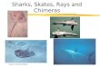 Class Chondrichthyes 1 Sharks, Skates, Rays and Chimeras
