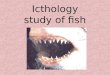 Icthology study of fish. Phylum Chordata Subphylum Vertebrata –Superclass Agnatha (jawless) Class mixini – hagfish Class cephalaspidomorphi –
