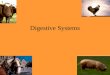 Digestive Systems. Digestive Systems Overviews Objectives Describe the structures and functions of the digestive system of ruminant animals Draw the structures