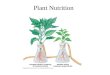 Plant Nutrition. Where do Plants get their nutrients?