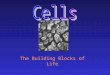 The Building Blocks of Life. Cells are Us A person contains about 100 trillion cells. That’s 100,000,000,000,000 or 1 x 10 14 cells. There are about 200