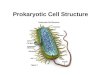 Prokaryotic Cell Structure. Bacteria – shape and size Bacteria are believed to be the first cell to evolve – have no clear membrane bound nucleus or organelles