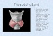 Thyroid gland Thyroid glands are located in the neck, in close approximation to the first part of the trachea. In humans, the thyroid gland has a "butterfly"