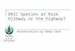 DRIC Species at Risk Ojibway or the highway? Presentation by Emma Cane