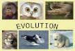 Evolution – The process by which modern organisms have descended from ancient organisms
