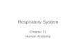 Respiratory System Chapter 21 Human Anatomy. One will die without oxygen in a matter of minutes. To avoid death the respiratory system brings oxygen