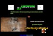 presents to you: Curiosity Mission The best place for powerpoint presentations on the web. 