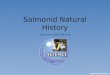 Salmonid Natural History Species and History. Salmonid Species and History O The family Salmonidae consists of a variety of salmon and trout species in