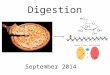 Digestion September 2014. REMINDER These slides are supplementary notes to help you visualize important parts of the chalkboard lectures. They do NOT