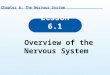 Lesson 6.1 Overview of the Nervous System Chapter 6: The Nervous System