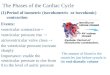 The Phases of the Cardiac Cycle (1)Period of isometric (isovolumetric or isovolumic) contraction Events: ventricular contraction  ventricular pressure