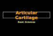 Articular Cartilage Basic Sciences. Articular Cartilage: Location Articular cartilage covers the joint surfaces: Bottom of the femur Top of the tibia