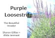 Purple Loosestrife The Beautiful Invader Sharon Gillies + Alida Janmaat