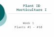 Plant ID Horticulture I Week 1 Plants #1 - #10 Abelia X grandiflora  Common name:  Glossy Abelia  Evergreen Shrub  Height: 6’-10’  Spread: 6’-10’