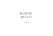 PLANT ID Week 10 Hort I. Euonymous japonica Evergreen Euonymous Celastraceae Shrub Japan