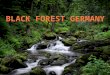 Black Forest Topics of Discussion The Black Forest in Summary The Name Plants and Vegetation Food Web Pre-historical Forest Uses Historical Forest Uses