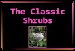 The Classic Shrubs. Written By Jolene Adams Consulting Rosarian Hayward, CA In Cooperation with the ARS Program Services Committee © Copyright 2011 Jolene