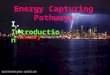 Energy Capturing Pathways I. Introduction A. History