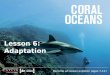 Lesson 6: Adaptation Become an ocean explorer (ages 7-11)