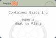 Container Gardening Part 3 What to Plant. Container Vegetables Bush beans Beets Carrots Cabbage Swiss chard Cucumbers Leaf Lettuce Bell Peppers Summer