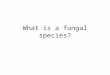 What is a fungal species?. Species Are species real? How do we define a species? Is there one “right” species concept that will be applicable to all organisms?