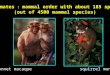 Primates : mammal order with about 185 spp. (out of 4500 mammal species) bonnet macaque squirrel monkey
