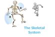 The Skeletal System. Appendicular Skeleton The appendicular skeleton is made up of the bones of the limbs and their supporting elements (girdles) that