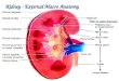 Kidney - External Macro Anatomy. Kidney Anatomy Cortex