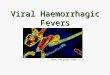 Viral Haemorrhagic Fevers Images 